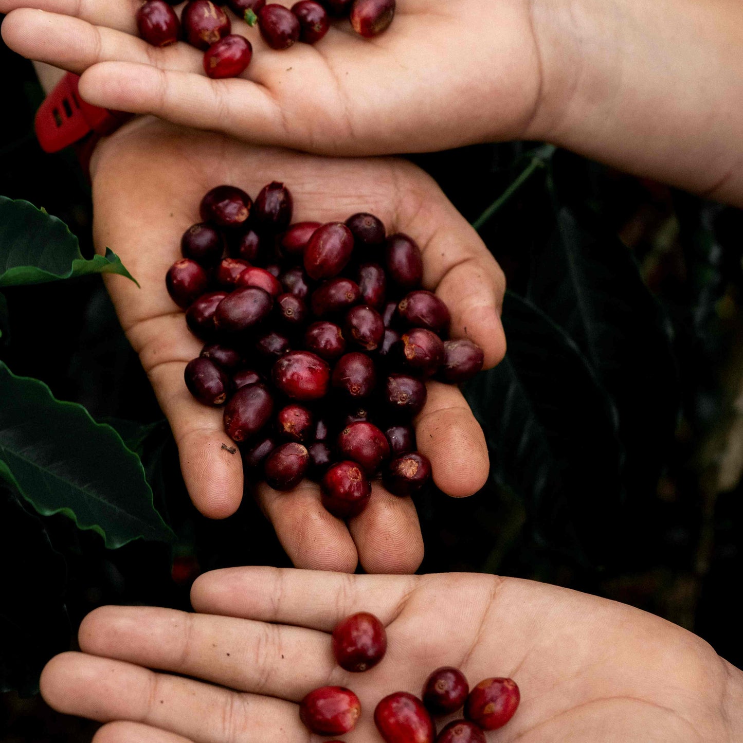 Colombia Bella Alejandria Chiroso (Anaerobic Natural)