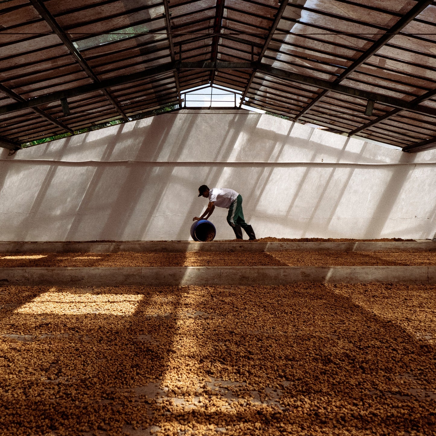 Pre Order : Colombia El Placer Wush Wush (Black Honey)