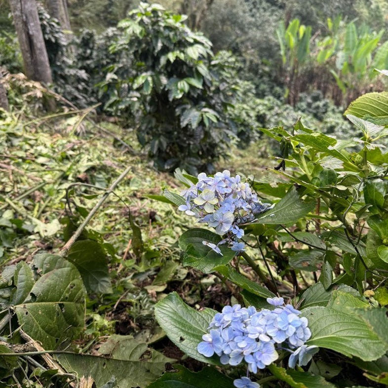 Mexico Regina Cup Of Excellence (Natural)