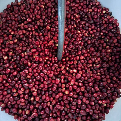 Mexico Regina Cup Of Excellence (Natural)