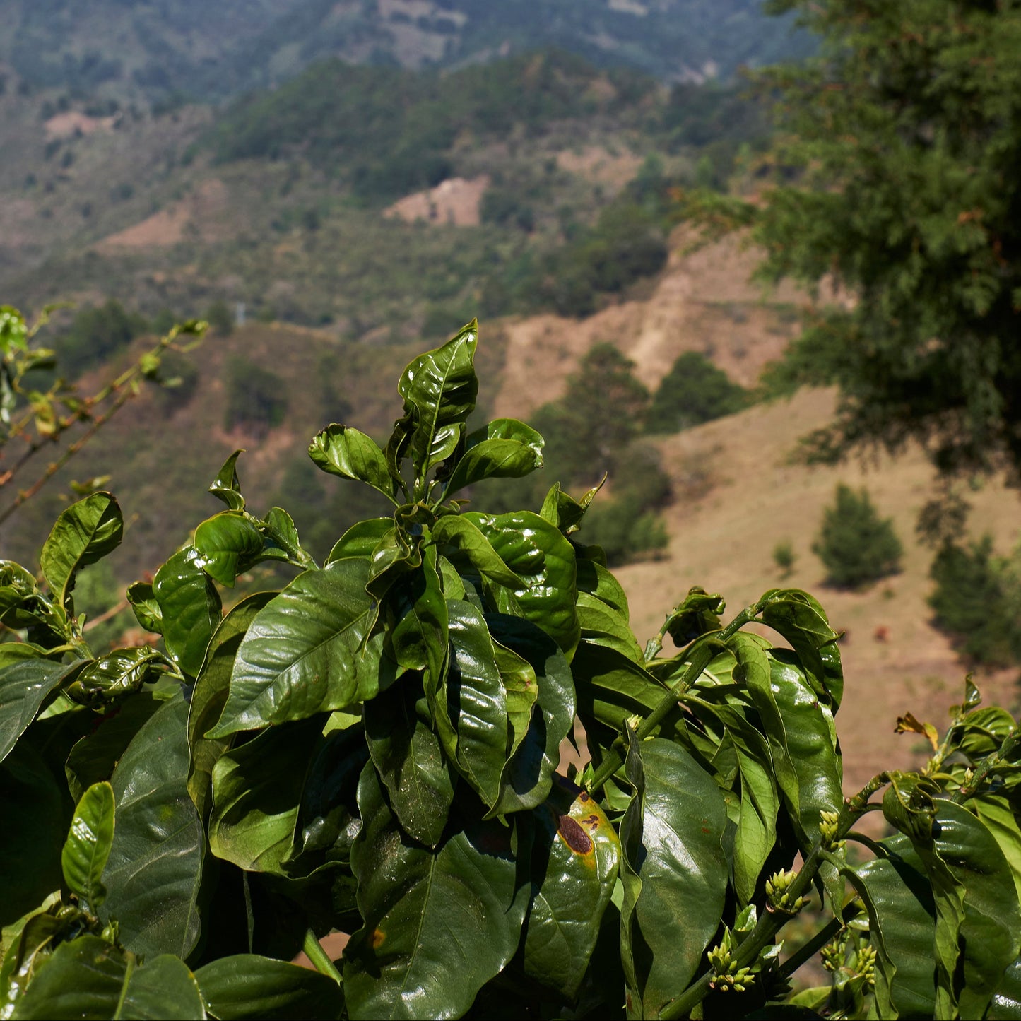 El Salvador El Aguacatal (Washed)