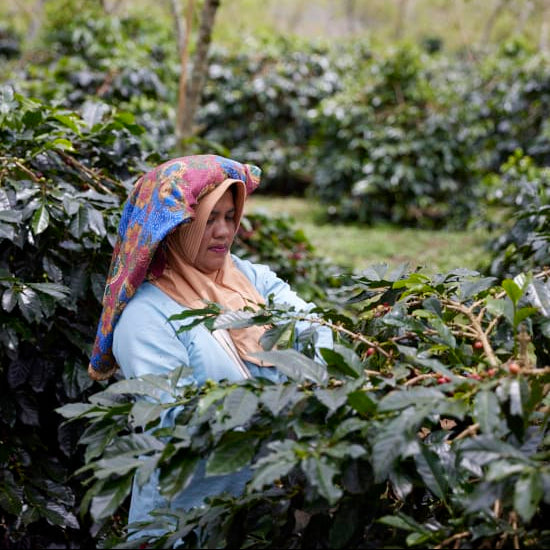 Sumatra Asman Gayo (Washed)