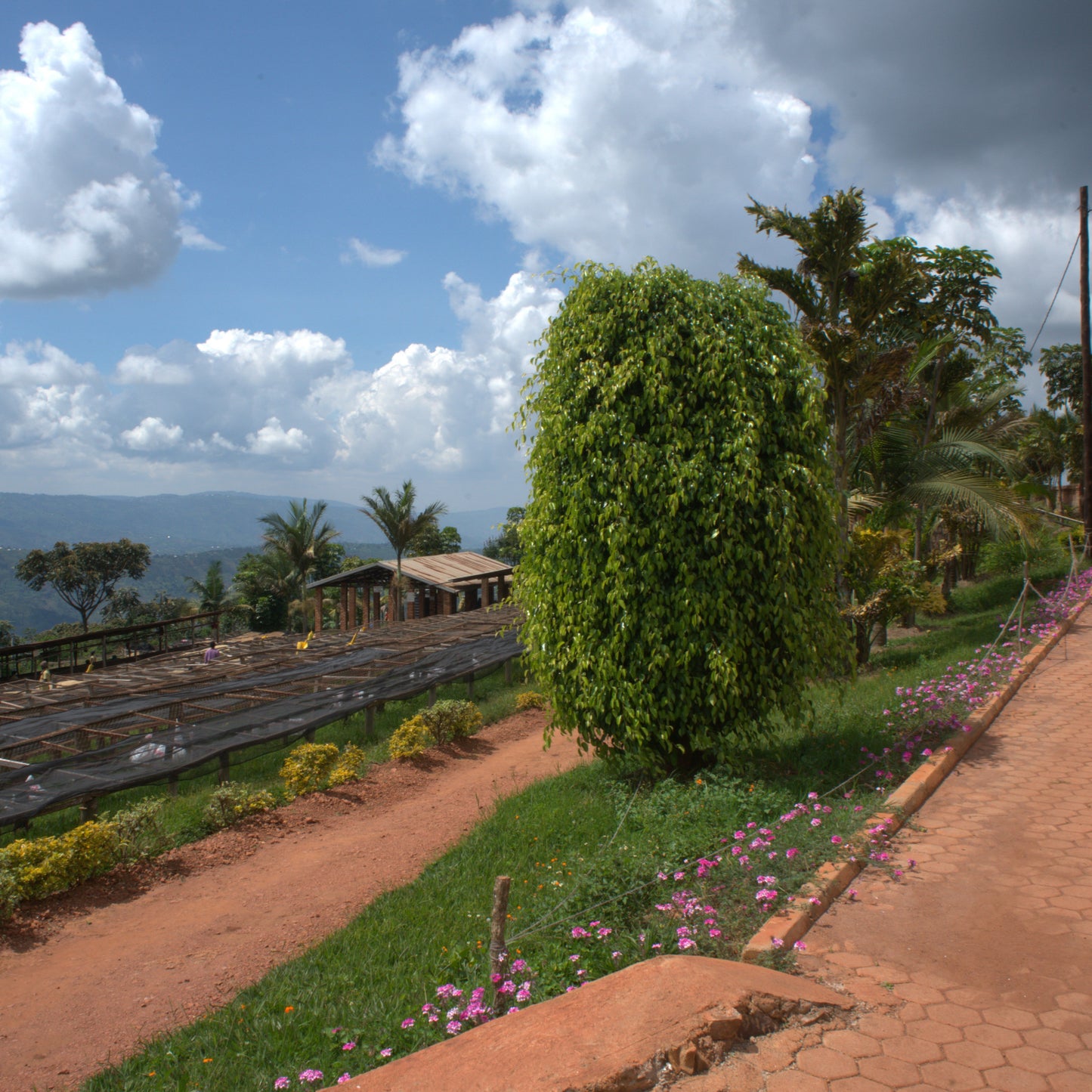 Rwanda Ruli Musasa (Natural)