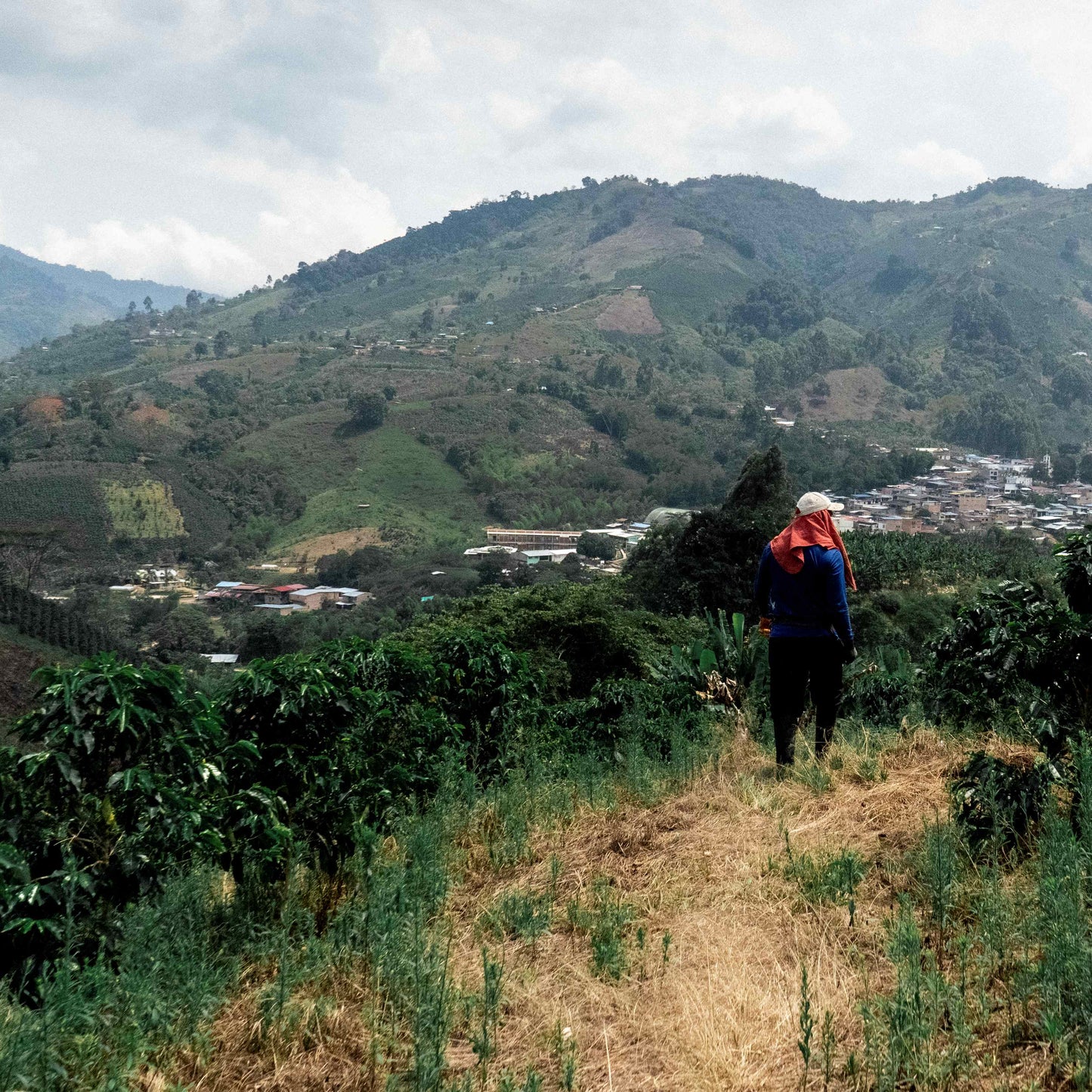 Colombia Bella Alejandria Chiroso (Anaerobic Natural)