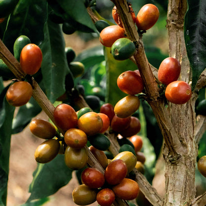 Colombia Bella Alejandria Chiroso (Anaerobic Natural)
