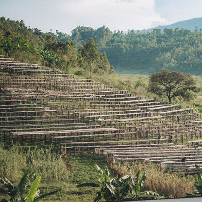 Burundi Long Miles Ninga (Washed)