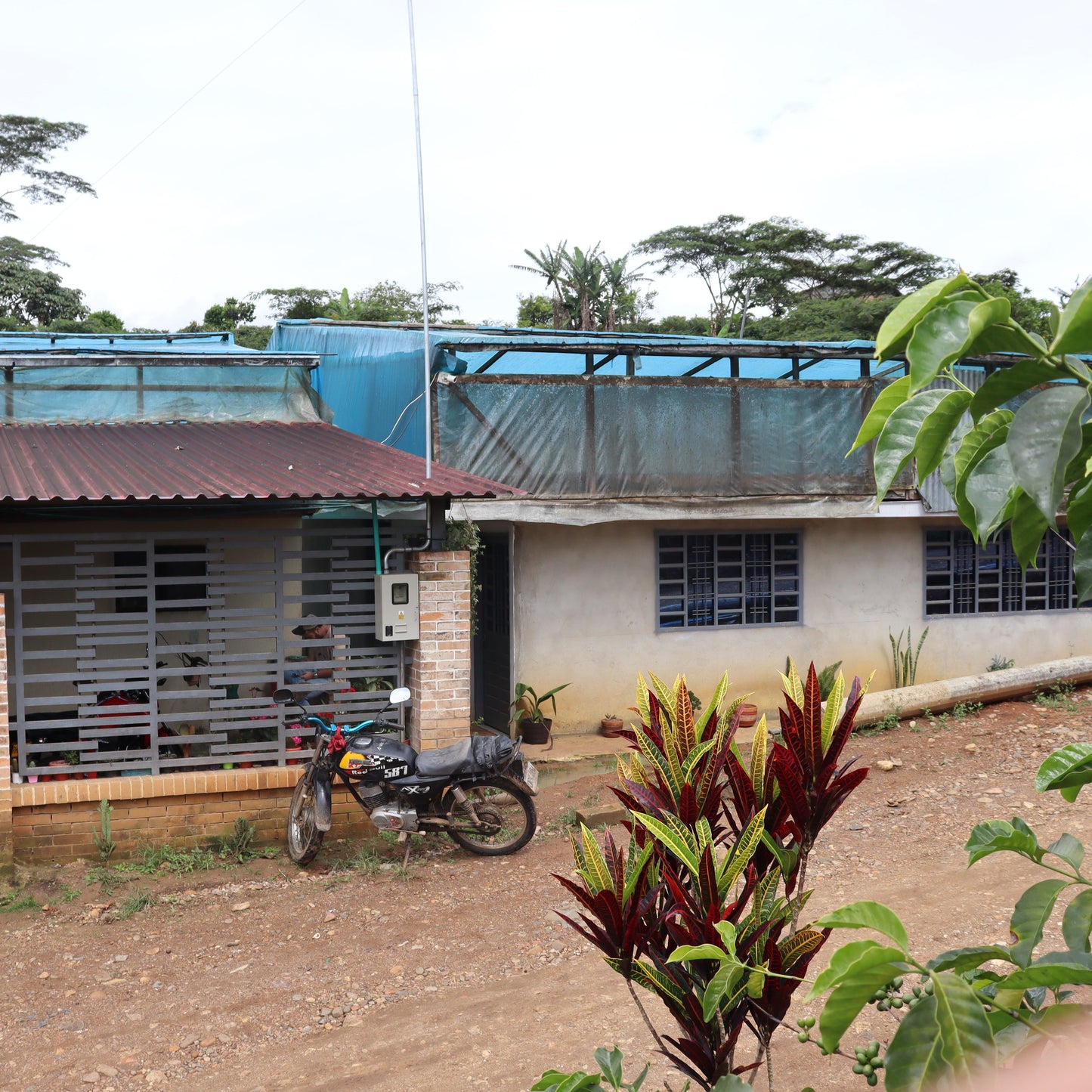 Colombia Villa Betulia Papayo (Natural)