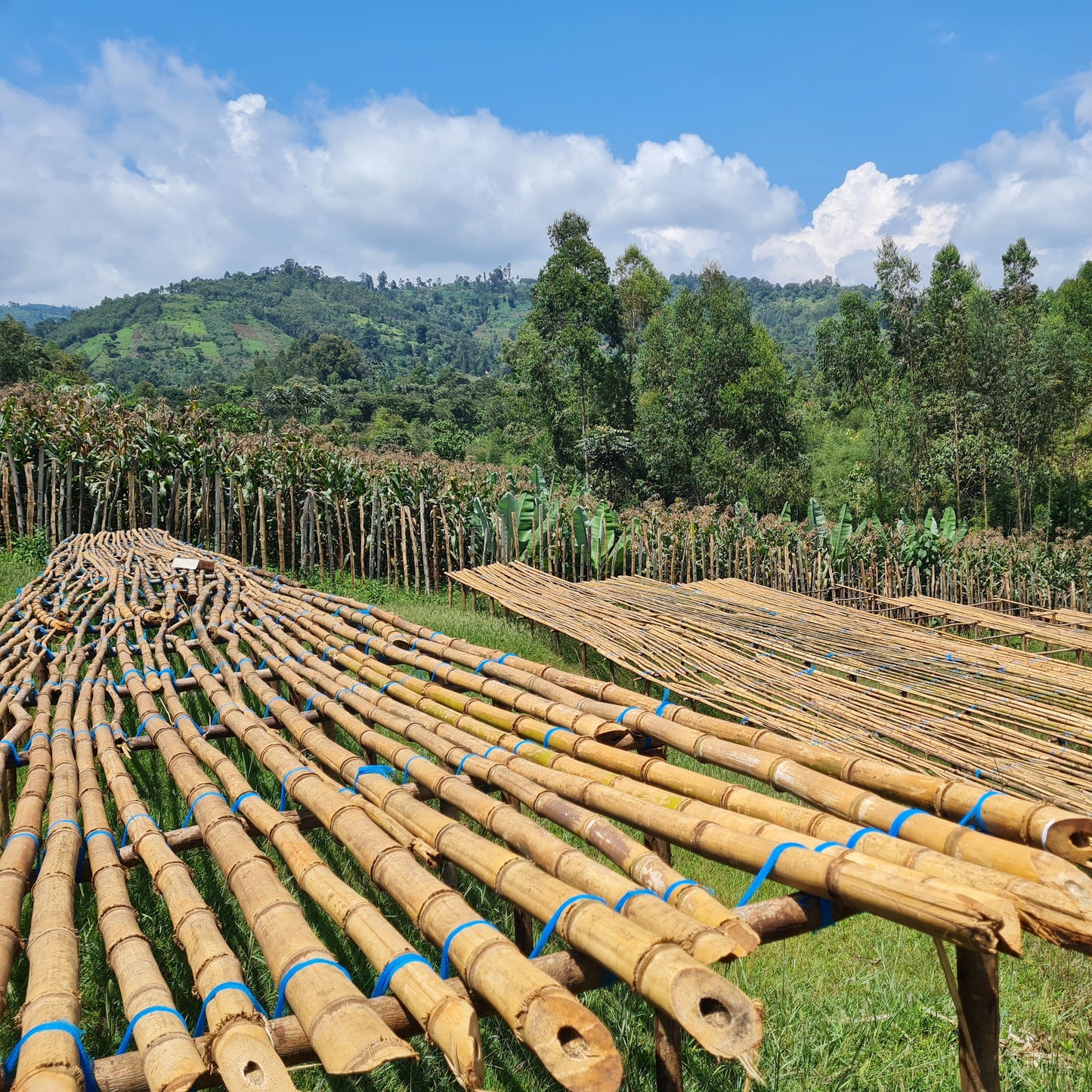 Ethiopia Yirgacheffe Ardent (Anaerobic)