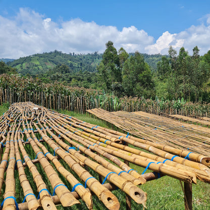 Ethiopia Yirgacheffe Ardent (Anaerobic)