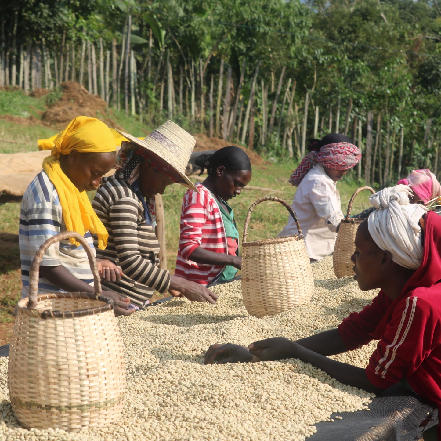 Ethiopia Yirgacheffe Ardent (Anaerobic)
