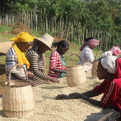 Ethiopia Yirgacheffe Ardent (Anaerobic)