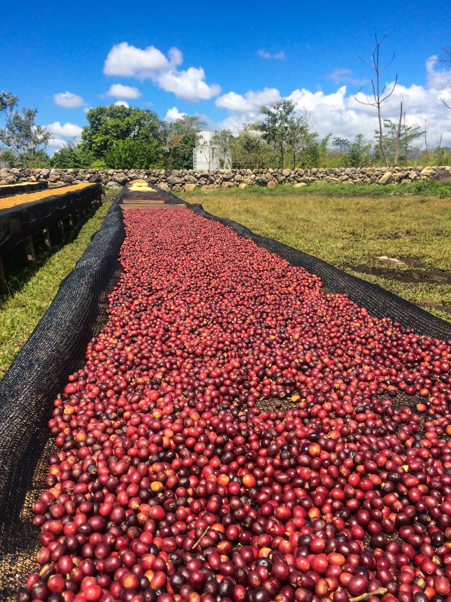 New Coffees October 2019 (Part 1)